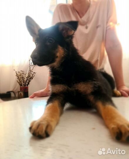 Щенки немецкой овчарки с документами