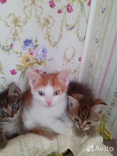 Кошка в дар бесплатно