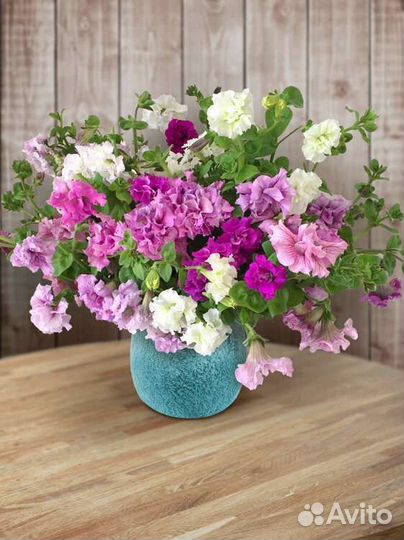 Петуния тумберлины Диана.Пресцылла и Алегра