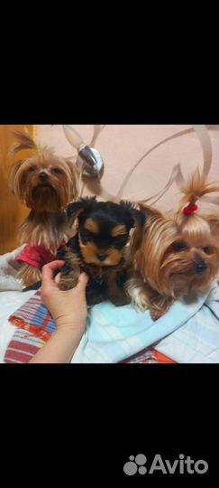 Йоркширский терьер щенки