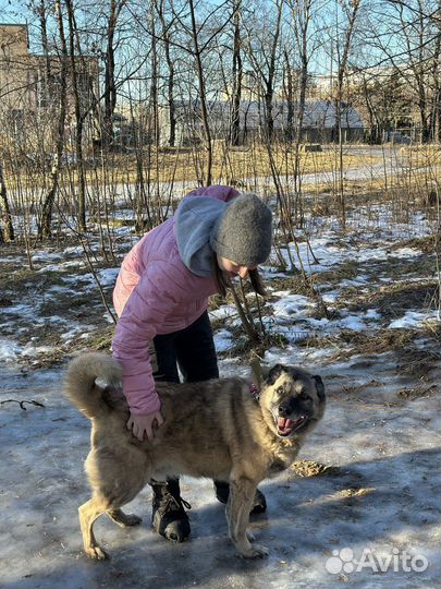 Добряк и весельчак в добрые руки