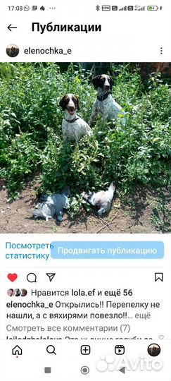 Щенки курцхаара