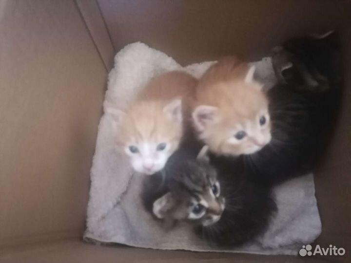 Котята в добрые руки