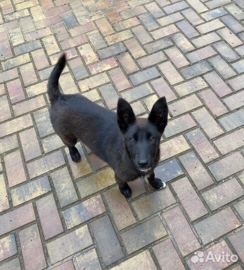 Щенок девочка в добрые руки