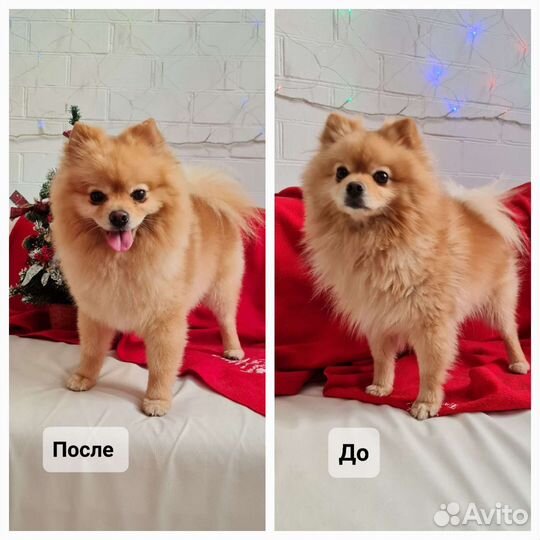 Груминг, стрижка собак и кошек, зоогостиница