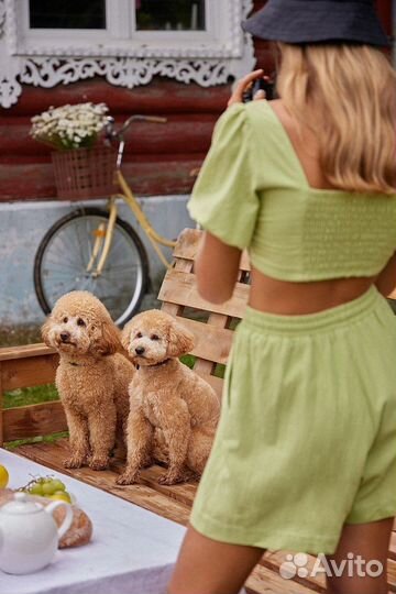 Собака (мальтипу) для фотосессии/ съемок