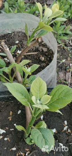 Гортензия саженцы