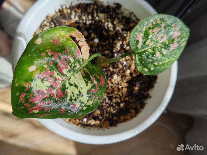 Аглаонемы и Рео