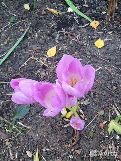 Безвременник луковицы