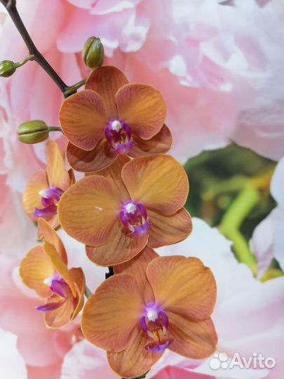 Комнатные растения цветы орхидея
