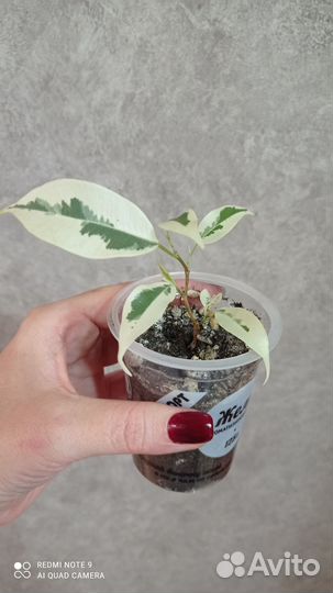 Фикус де Гантель