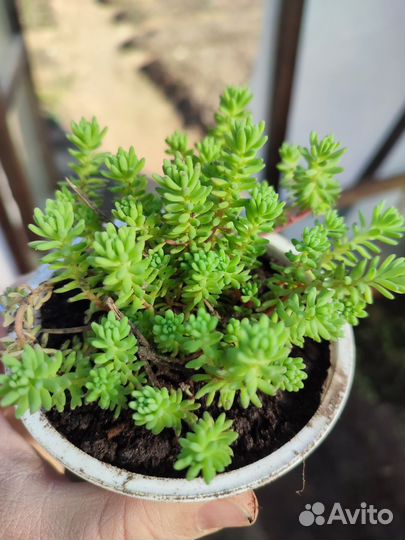 Многолетники почвопокровные:очиток,гвоздика,флокс