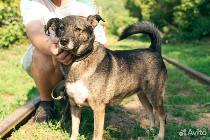 Нежная собака Булочка в добрые руки