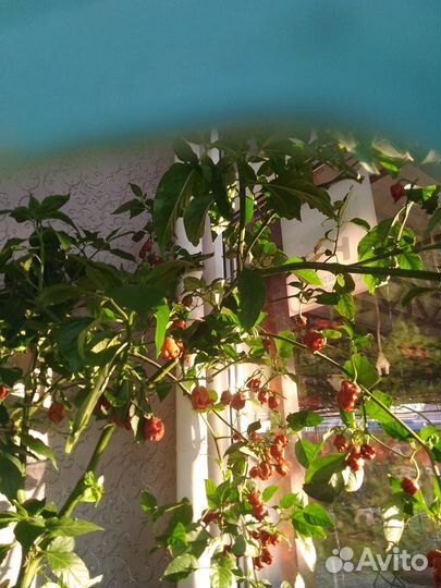 Каролина рипер-семена