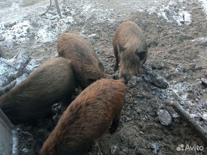 Кабаны дикие