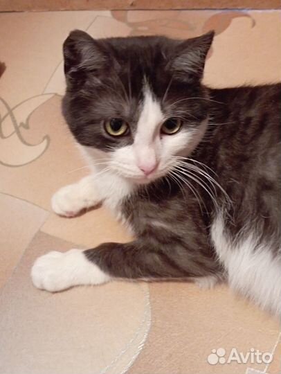 Кошечка в добрые руки