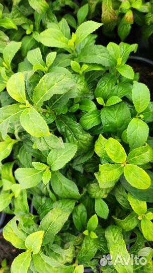 Гортензия пильчатая 