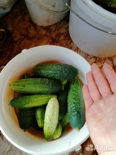 Огурцы помидоры баклажаны острый перец паттисоны