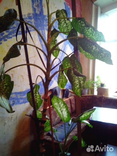 Комнатные цветы