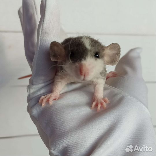 Крысята дабл-рекс/крыса дамбо/декоративная крыса