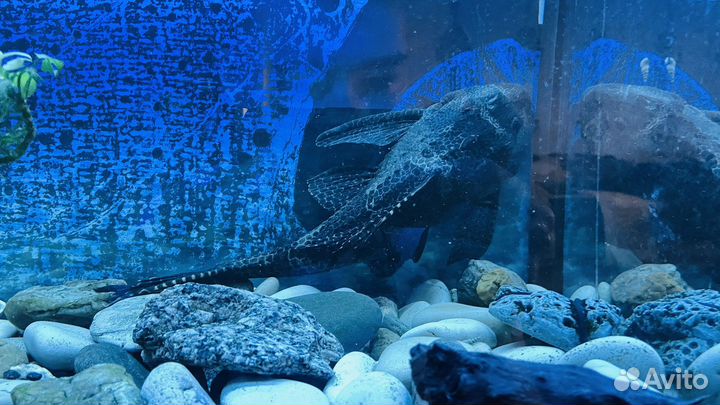 Парчовый сом