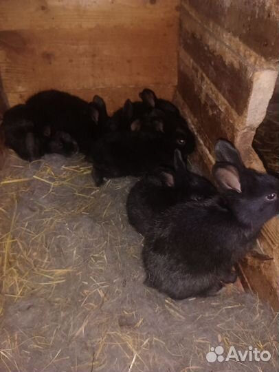 Крольчата