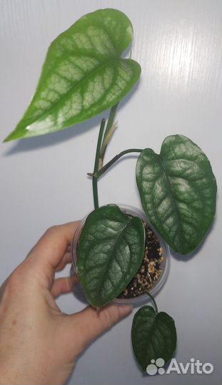Филодендрон медуза