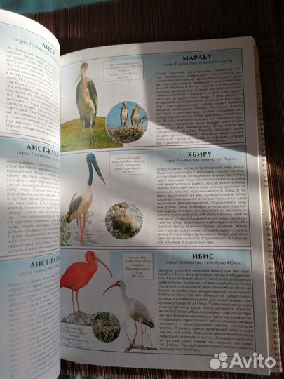 Все о птицах атлас - справочник