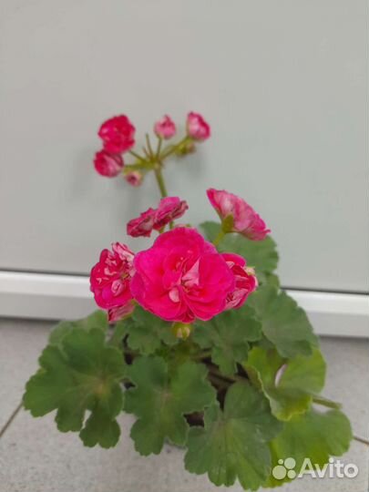 Пеларгония Тюльпановидная