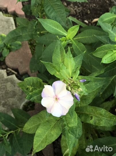 Флоксы сортовые многолетние