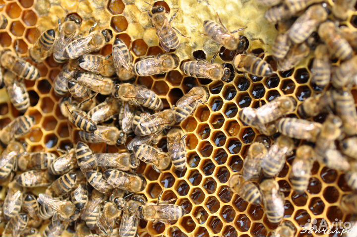 Пчелосемьи