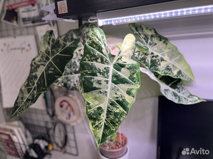 Алоказия фрайдек вариегатная и клубни