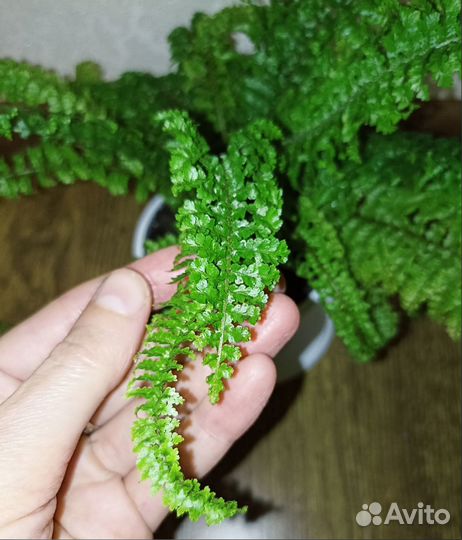 Папоротник Нефролепис кудрявый кучерявый ажурный