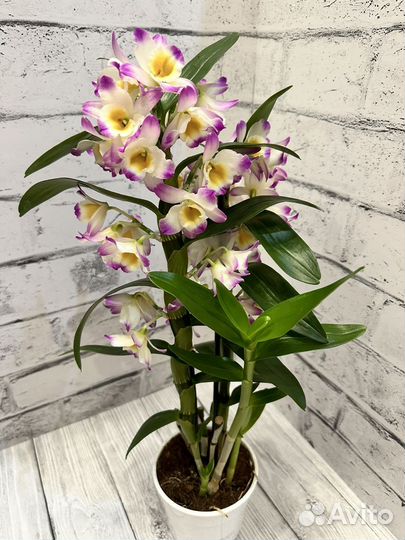 Дендробиум