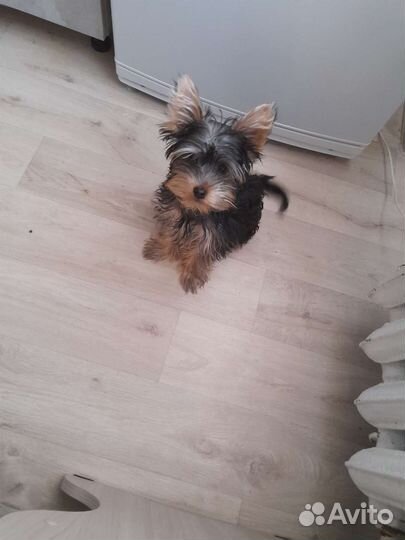 Йоркширский терьер