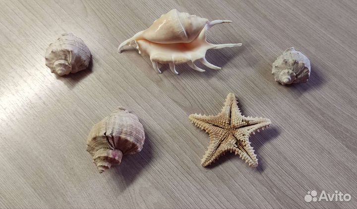 Ракушки+морская звезда(за всё)