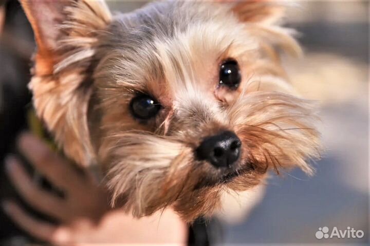 Вязка, йоркширский терьер