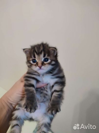 Котята Курильский бобтейл