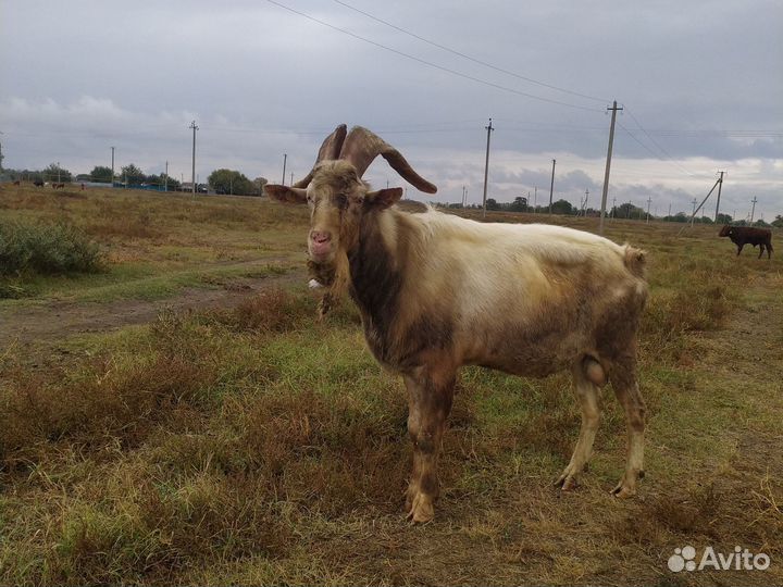Чп зааненский козел