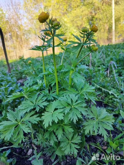 Купальница(жарки)