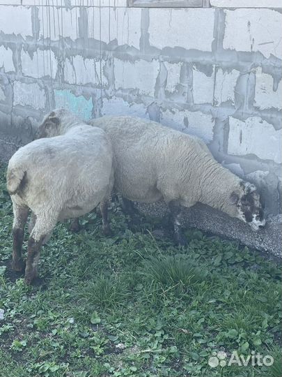 Овцы на развод и мясо
