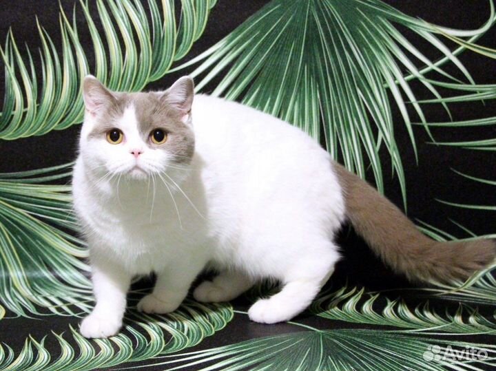 Британская короткошерстная кошка