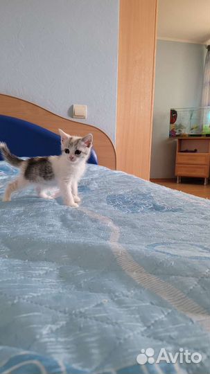 Отдам бесплатно котят