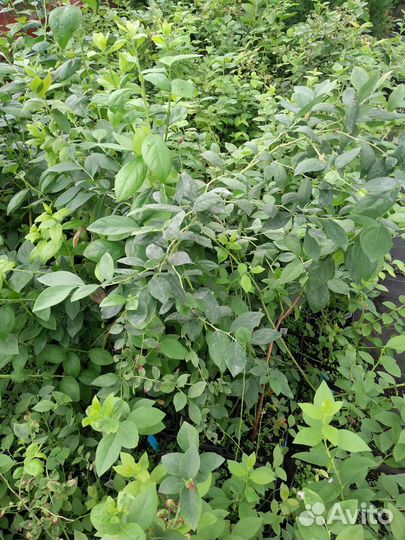 Голубика оптом