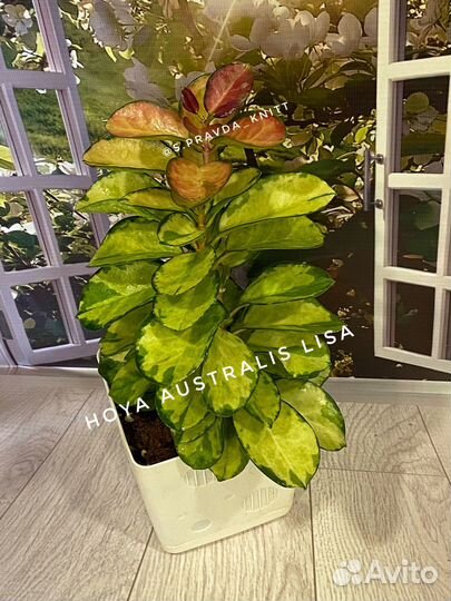 Хойя Лиза/ Hoya australis Lisa