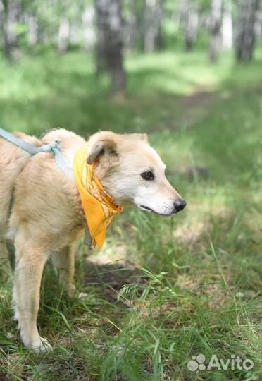 Добрая собака в поисках счастья