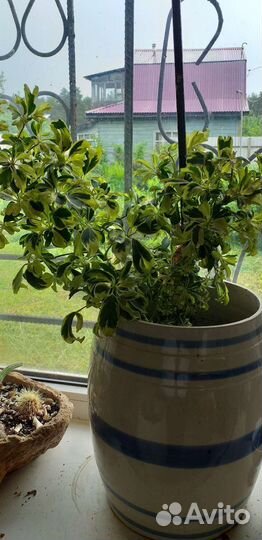 Кактусы и суккуленты