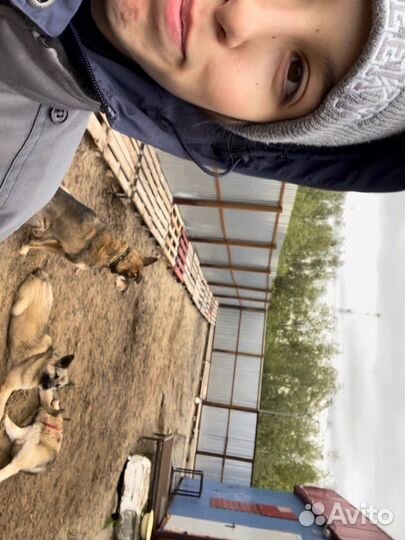 Выгул собак Новые Черемушки