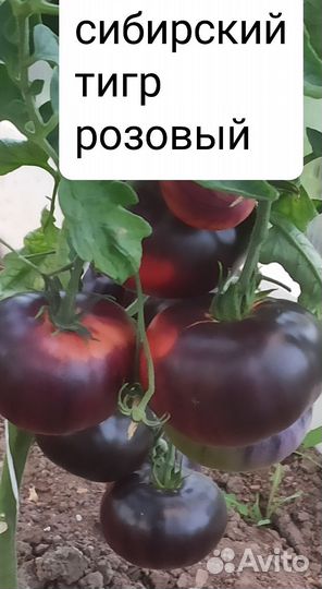 Семена томата