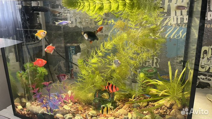 Аквариум с рыбками,растениями,компрессором,фильтро
